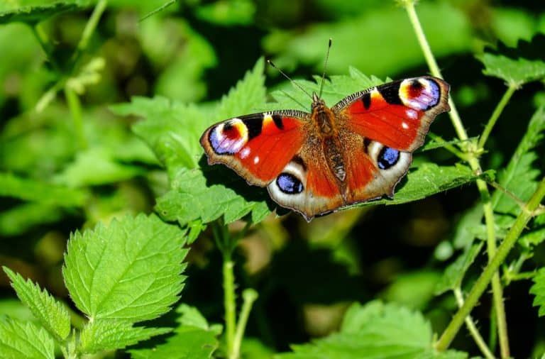 How To Attract Local Wildlife To Your Garden 