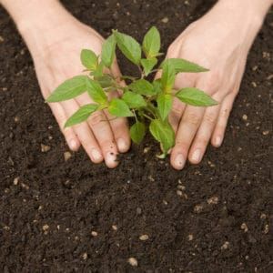 mushroom composting tips