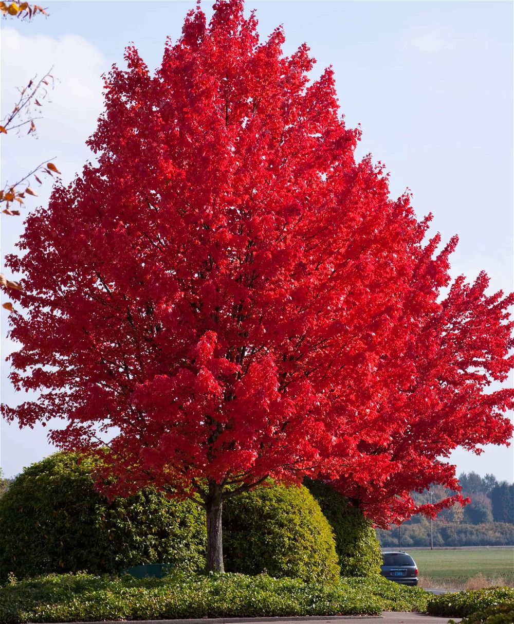 American Red Maple