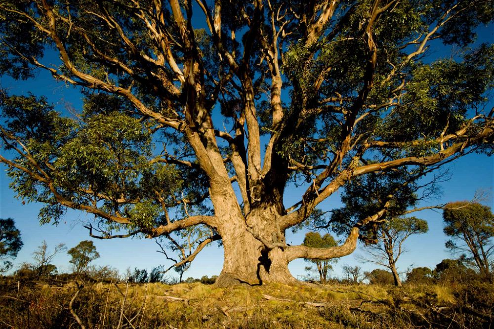 Eucalyptus tree