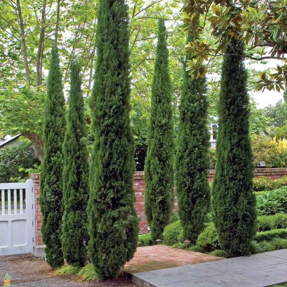 Italian Cypress