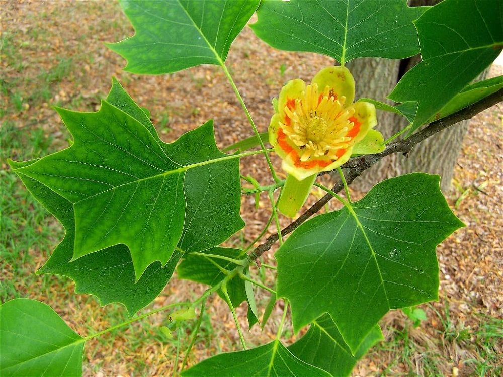 Tulip Poplar