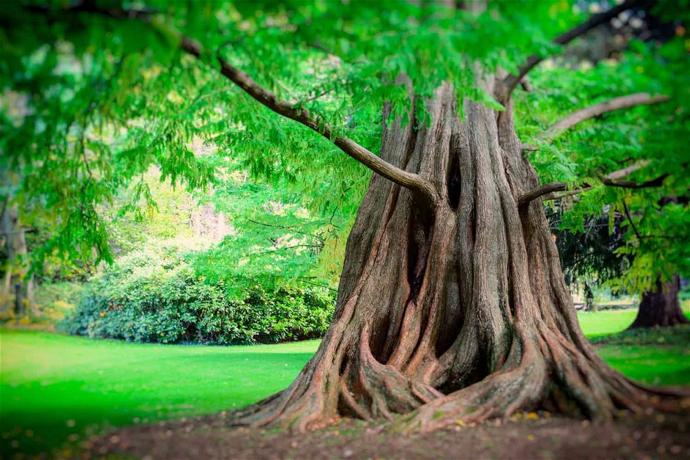 dawn redwood