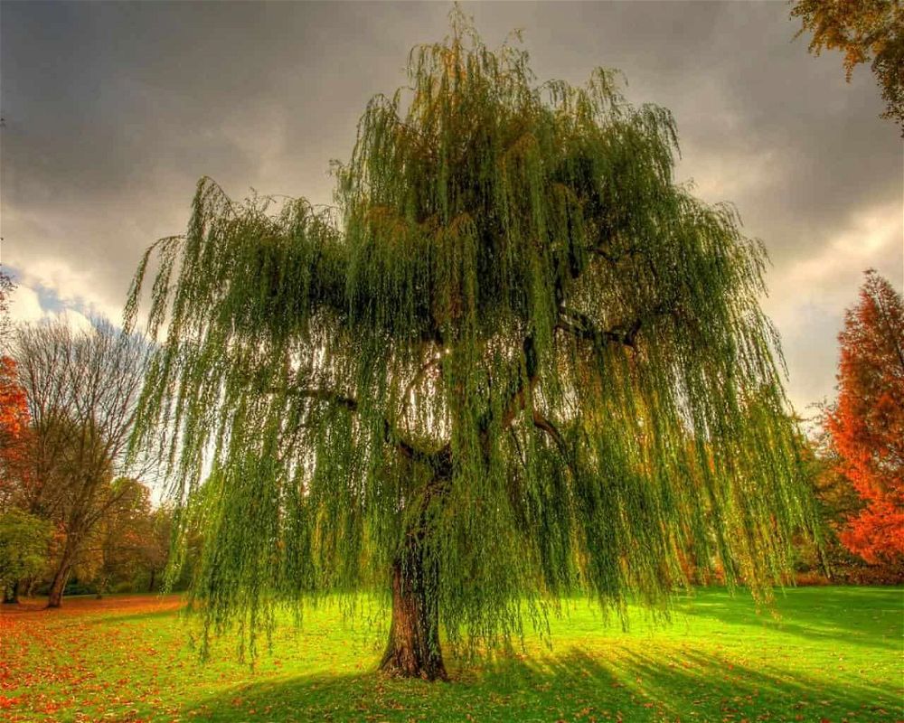 weeping willow