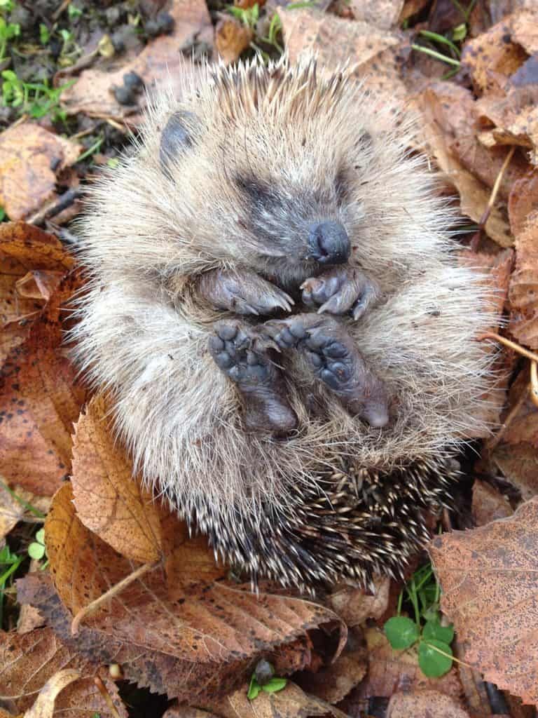 cute hedgehog