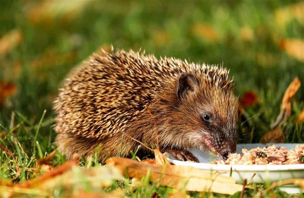 what do hedgehogs eat