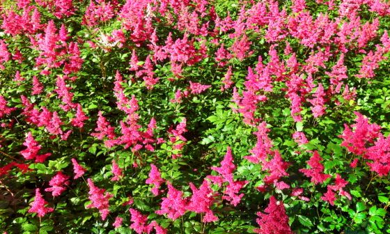 Astilbe