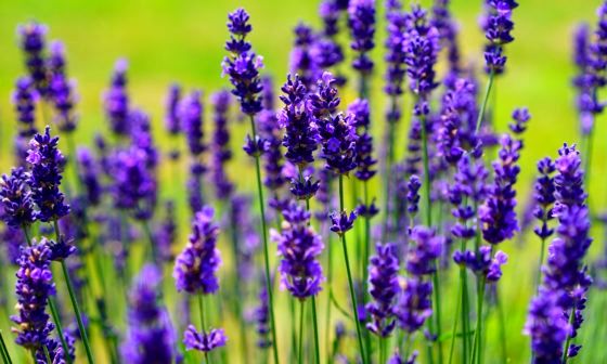 Lavender