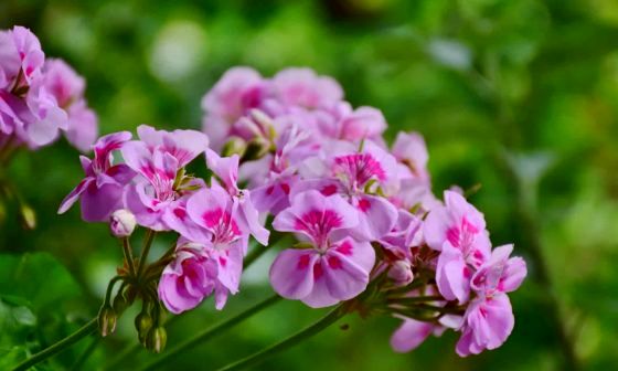 Pelargonium