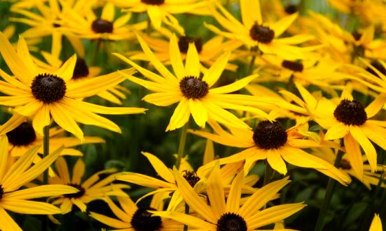 Rudbeckia