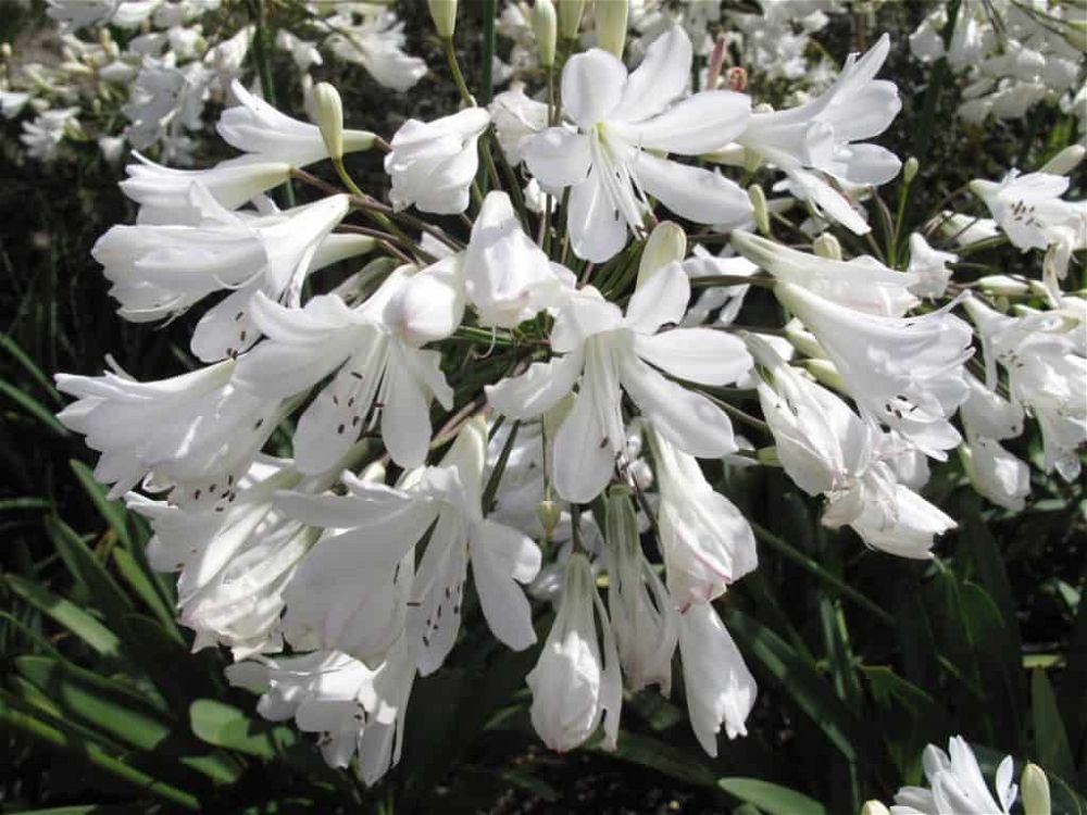 How To Grow African Lily (2023 Agapanthus Care Guide)