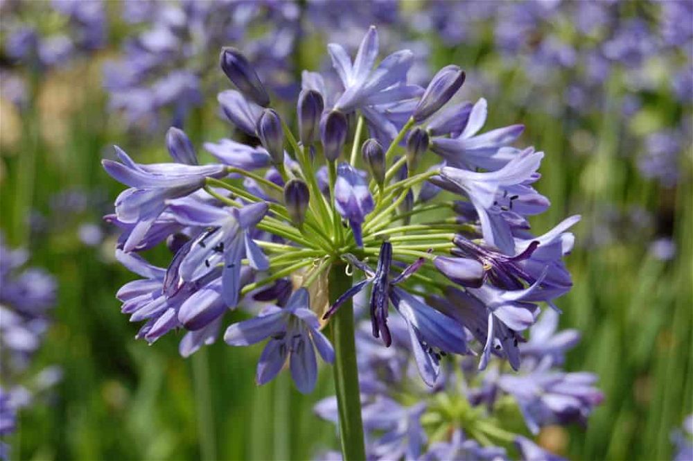 agapanthus-campanulatus-flower