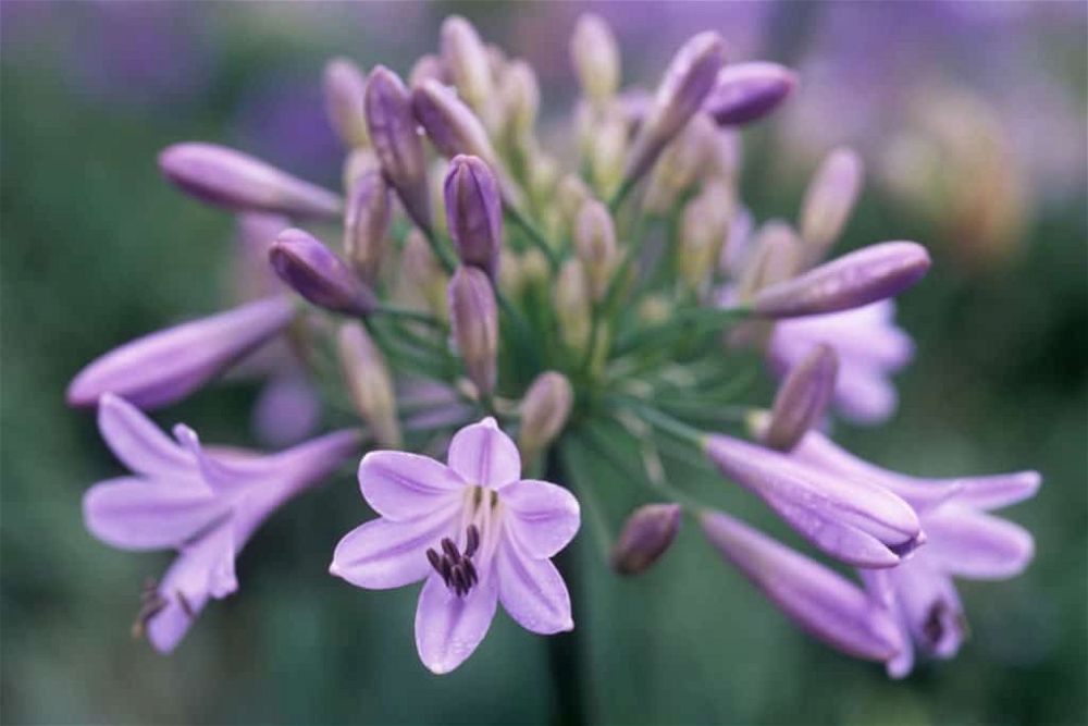 agapanthus-midnight dream