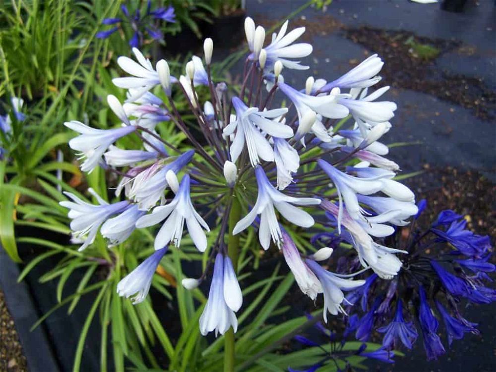 agapanthus-queen-mum