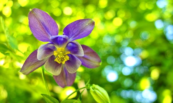 aquilegia