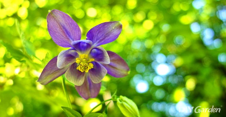 How to Grow Aquilegia (2024 Columbine Care Guide)