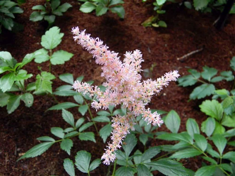 astilbe