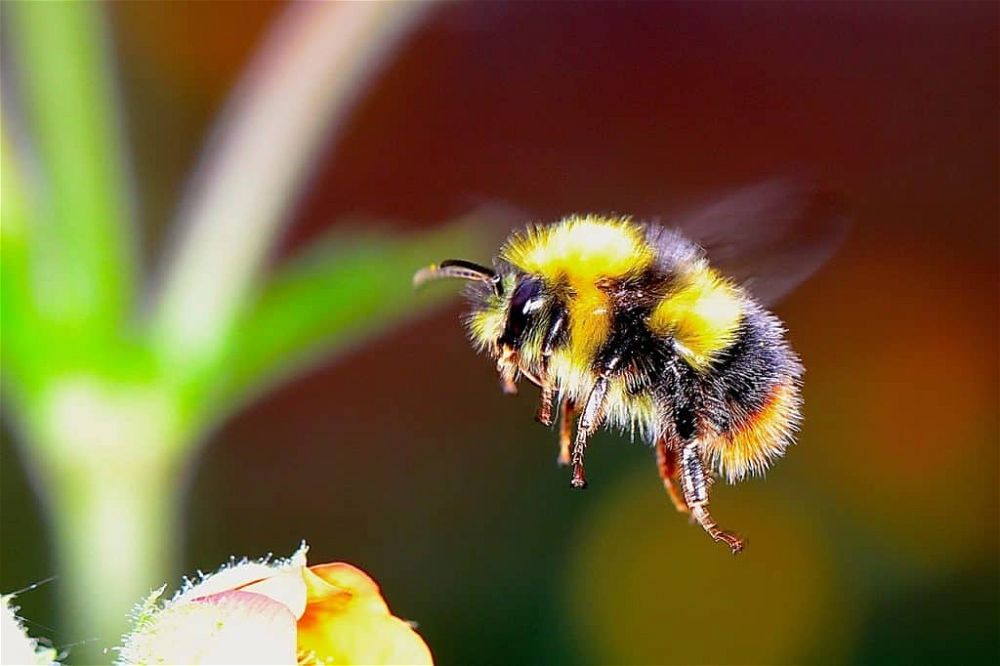 british bumble bee