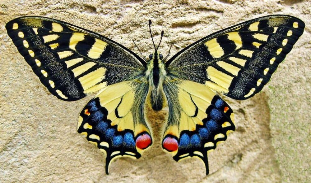 anatomy of butterfly