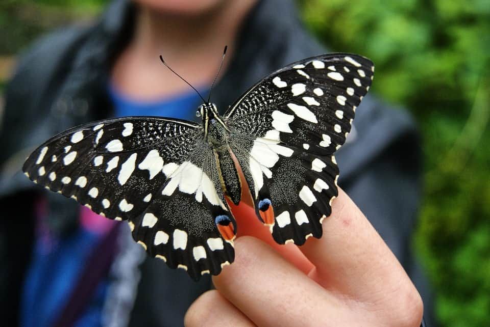 butterfly how to hold