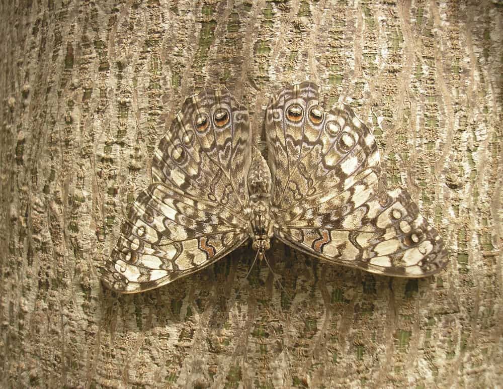 camouflaged butterfly