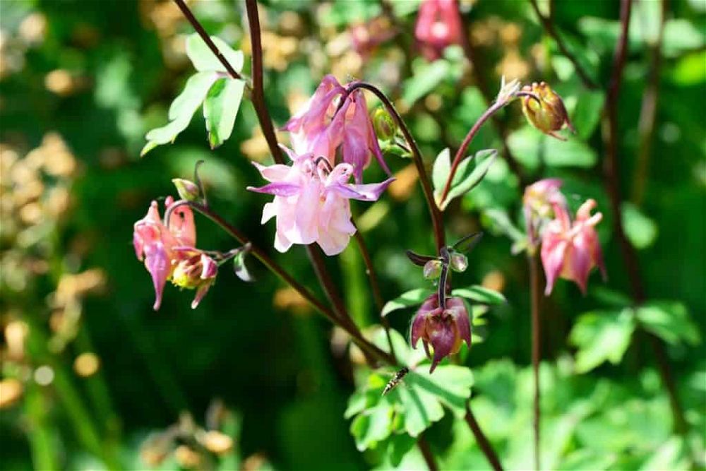 columbine-aquilegia