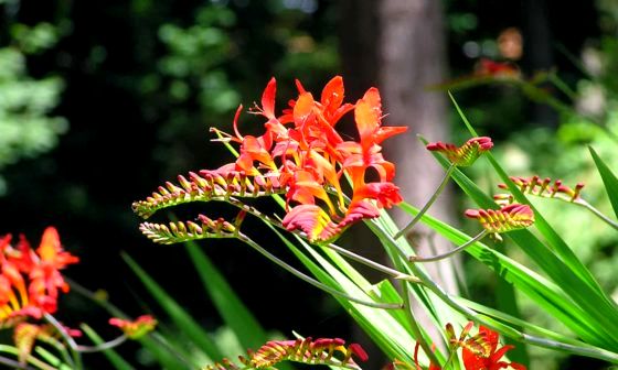 crocosmia