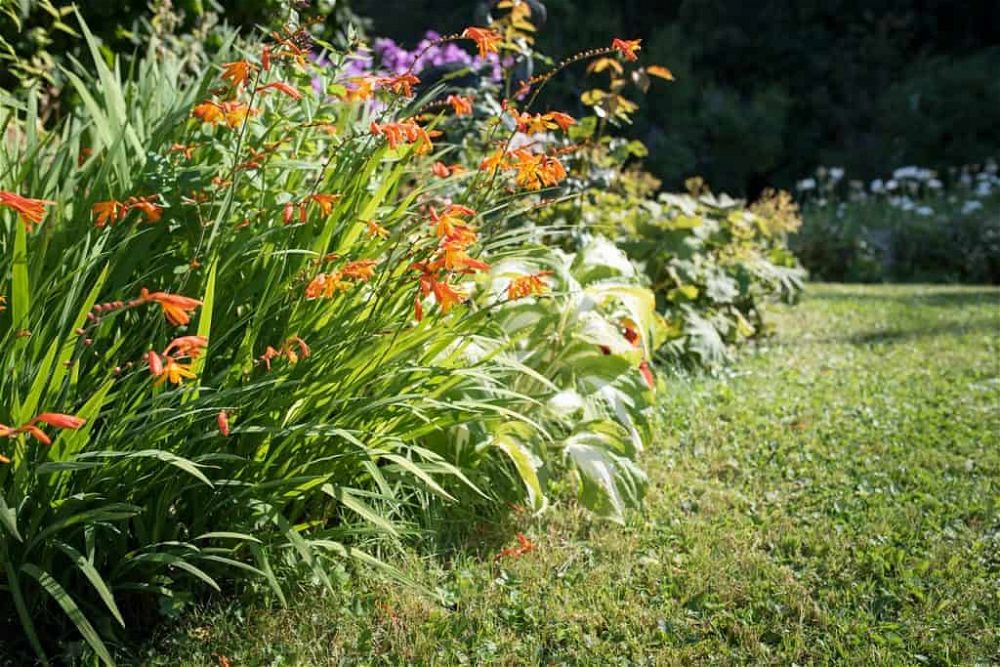 crocosmia care