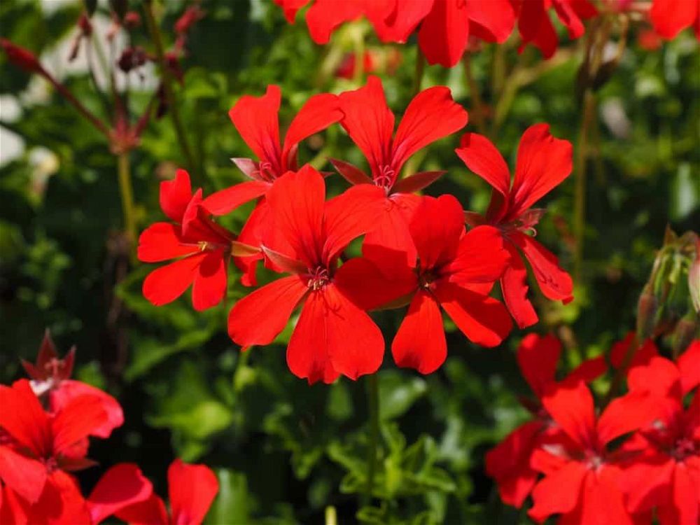 geranium varieties