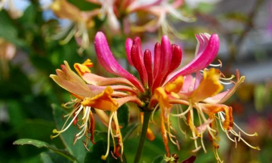 honeysuckle