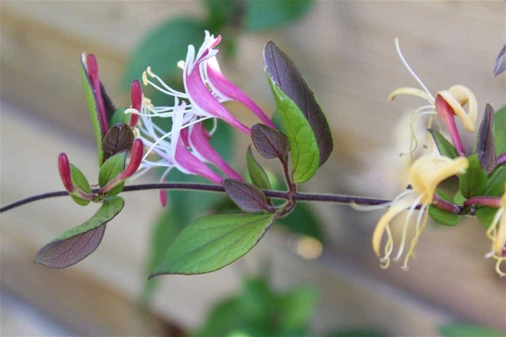 honeysuckle care