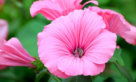 lavatera