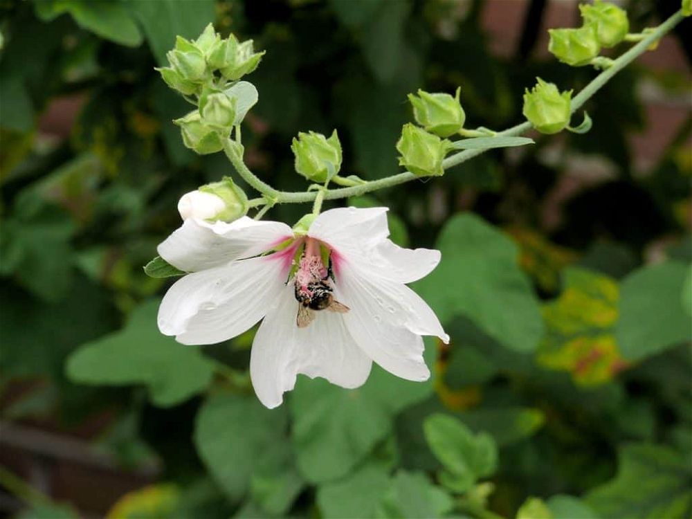 lavatera varieties