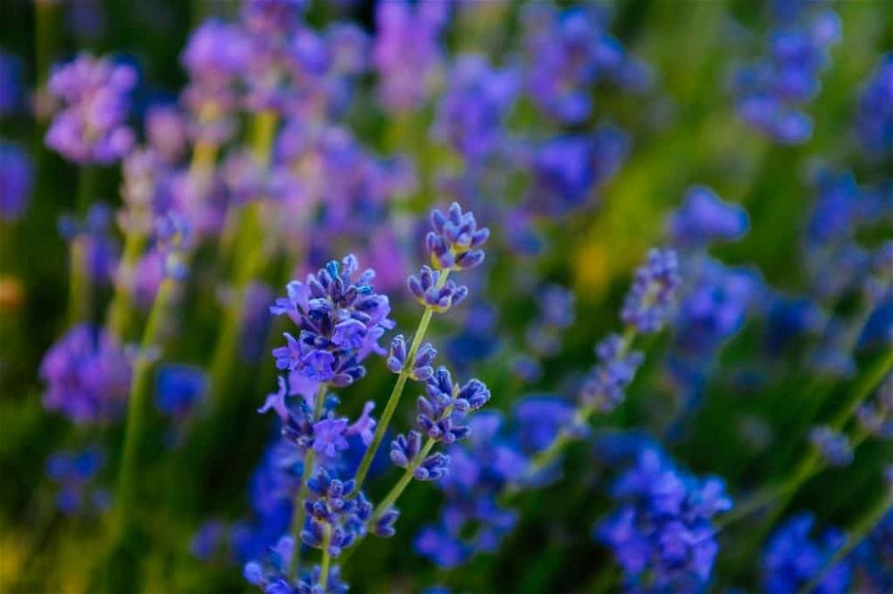 lavender varieties