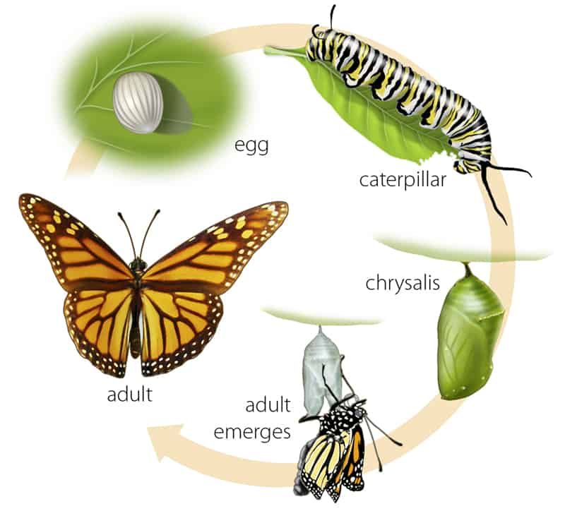 life cycle of a butterfly