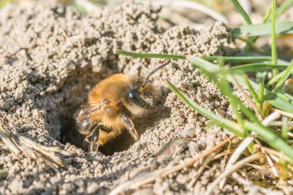 mining bee in ground