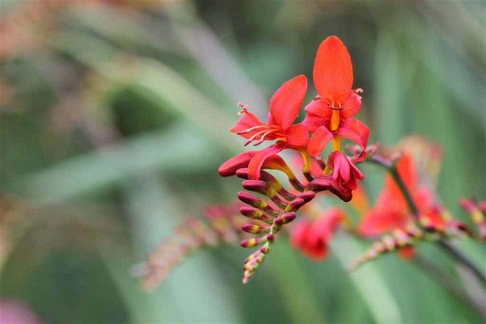 crocosmia varieties