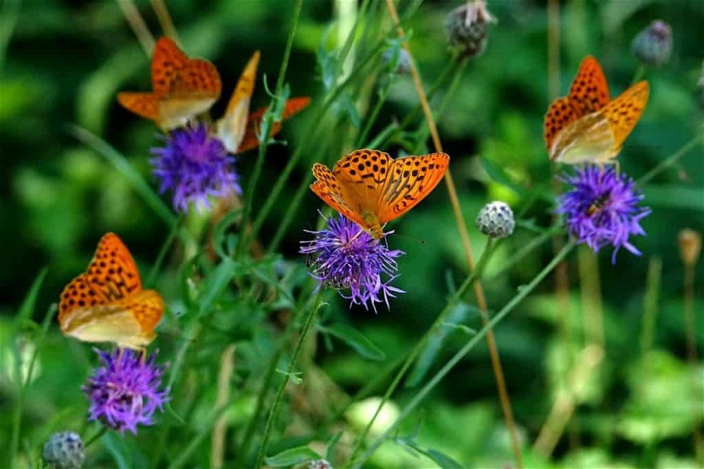 how butterflies help the garden