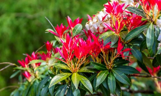 pieris