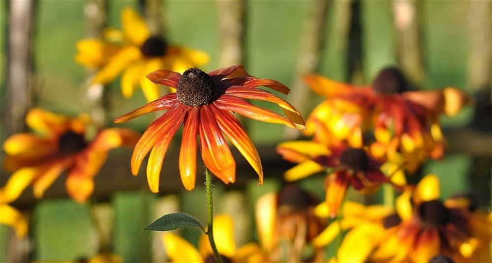 rudbeckia-brilliant