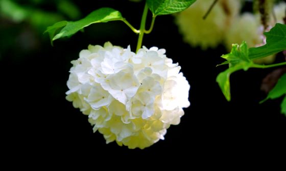 viburnum