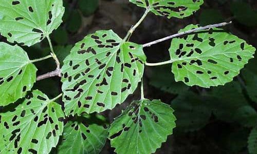 viburnum_leaf_beetle09