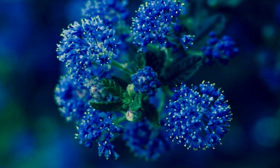 Californian Lilac
