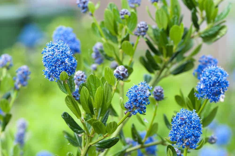 Ceanothus Care Guide