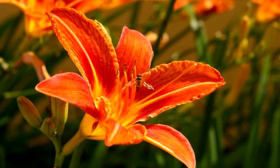 Daylilies