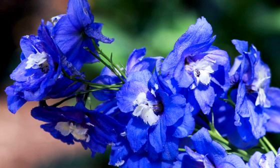 Delphinium