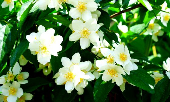 Mock-Orange-Jasmin