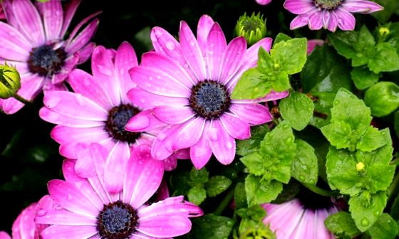 Osteospermum