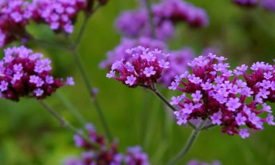 Verbena