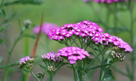 achillea